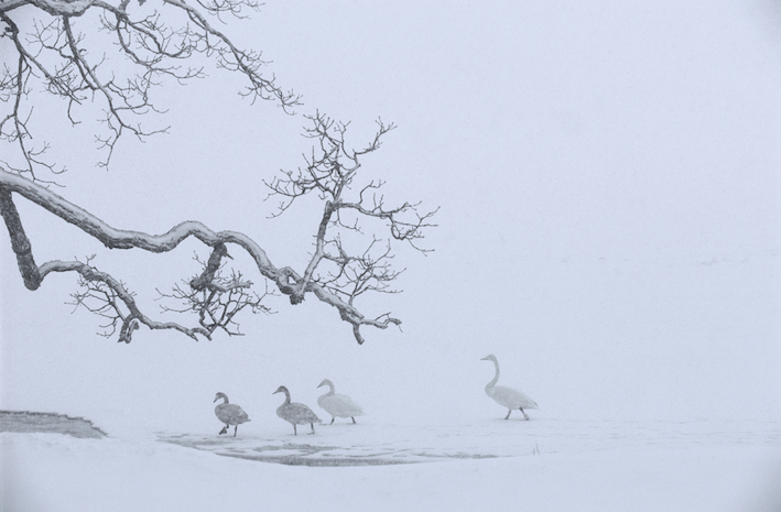 natuurfotografie
