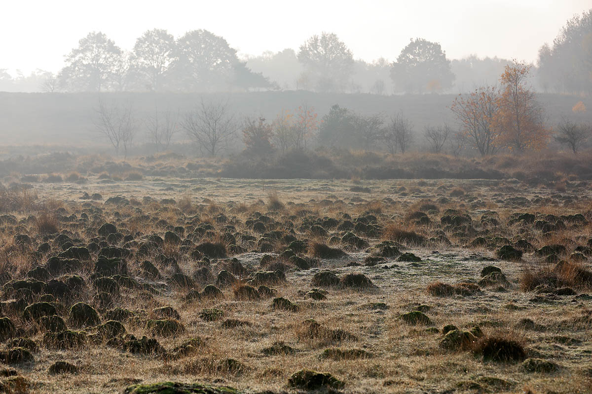 Holtingerveld