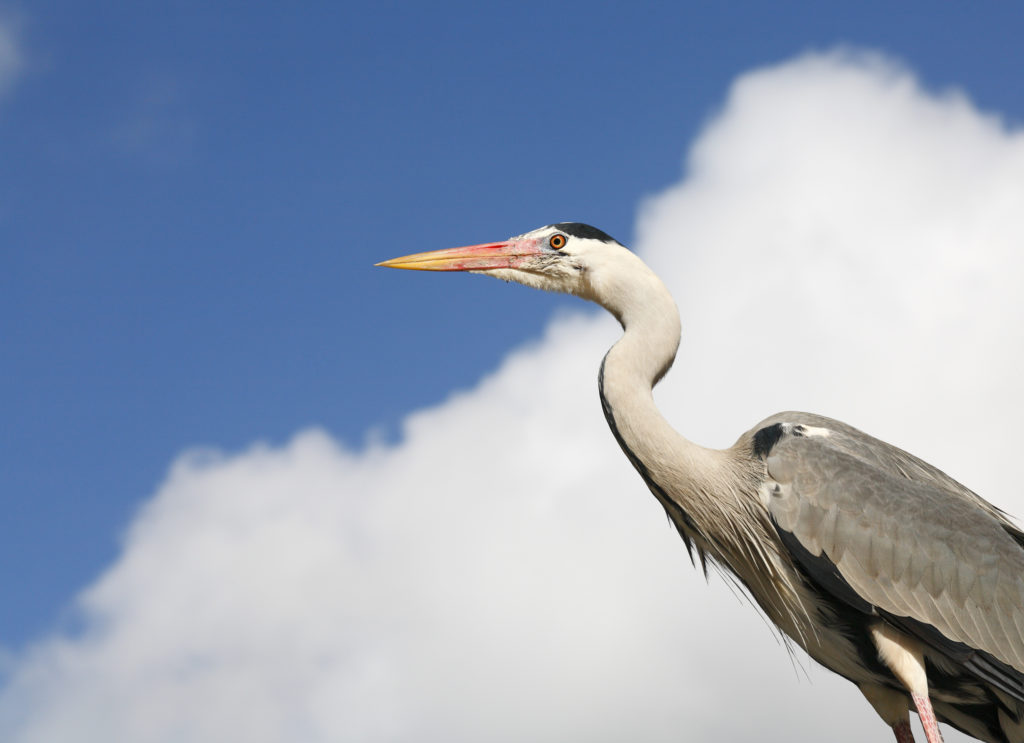 blauwe reiger