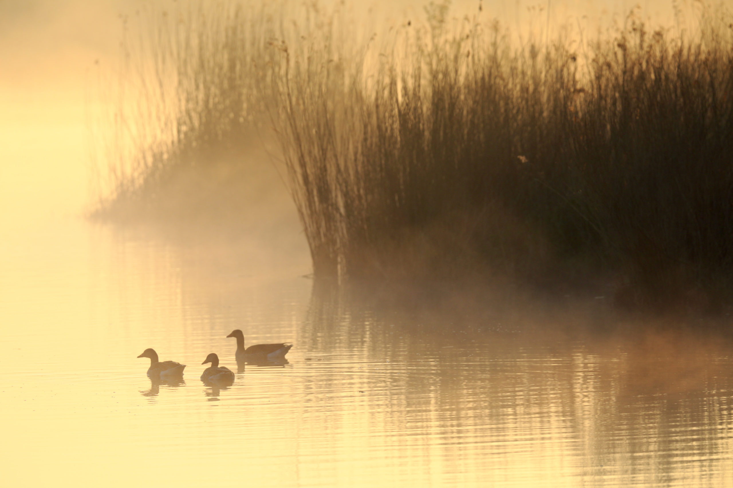 vogelwandeling