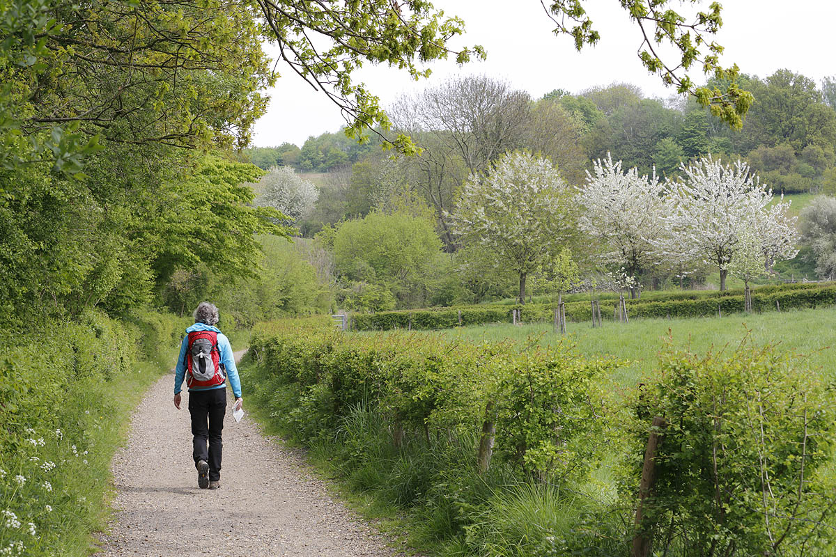 bloesemwandeling