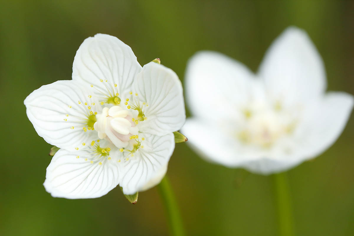 parnassia