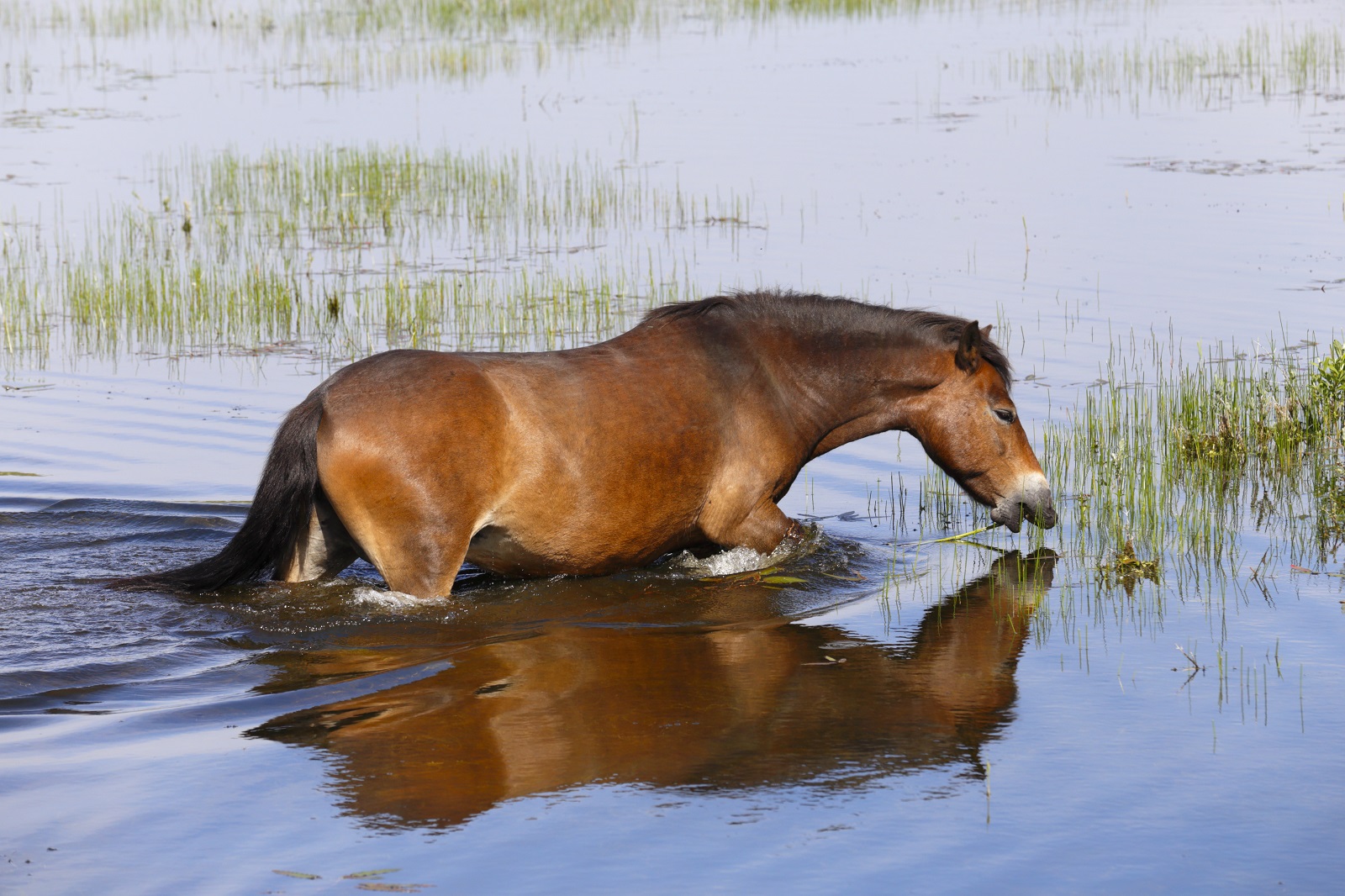 dieren hitte