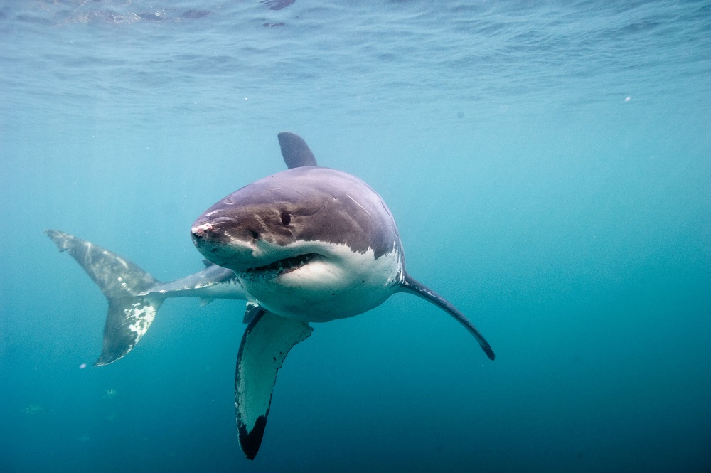 Great White Shark