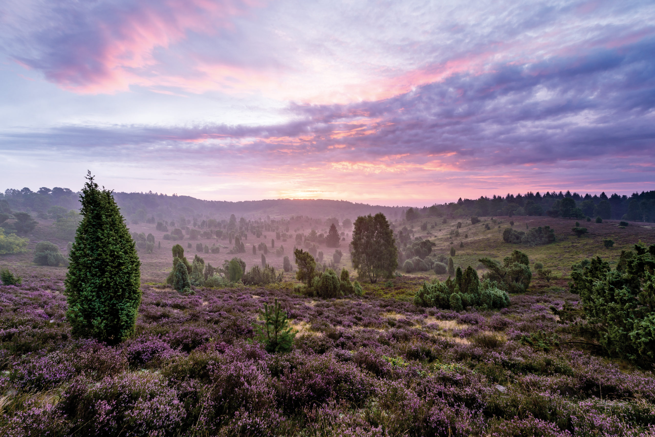 De Lüneburger Heide