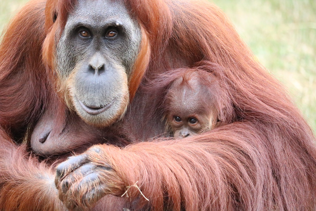 Baby orang oetan 