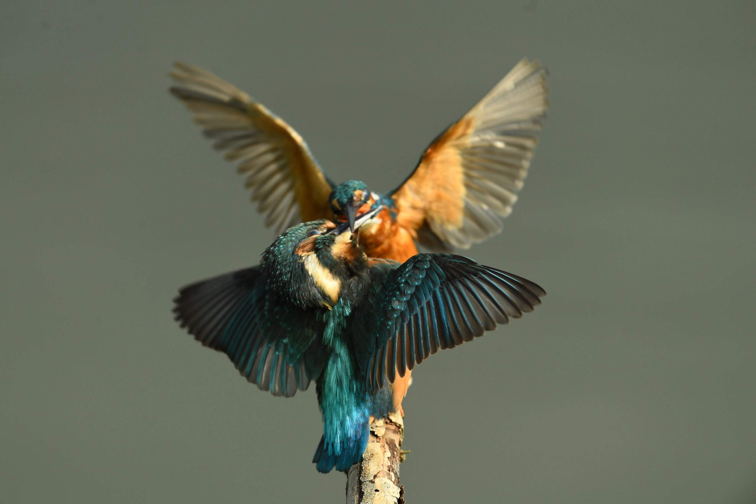 2020 wordt het jaar van de ijsvogel