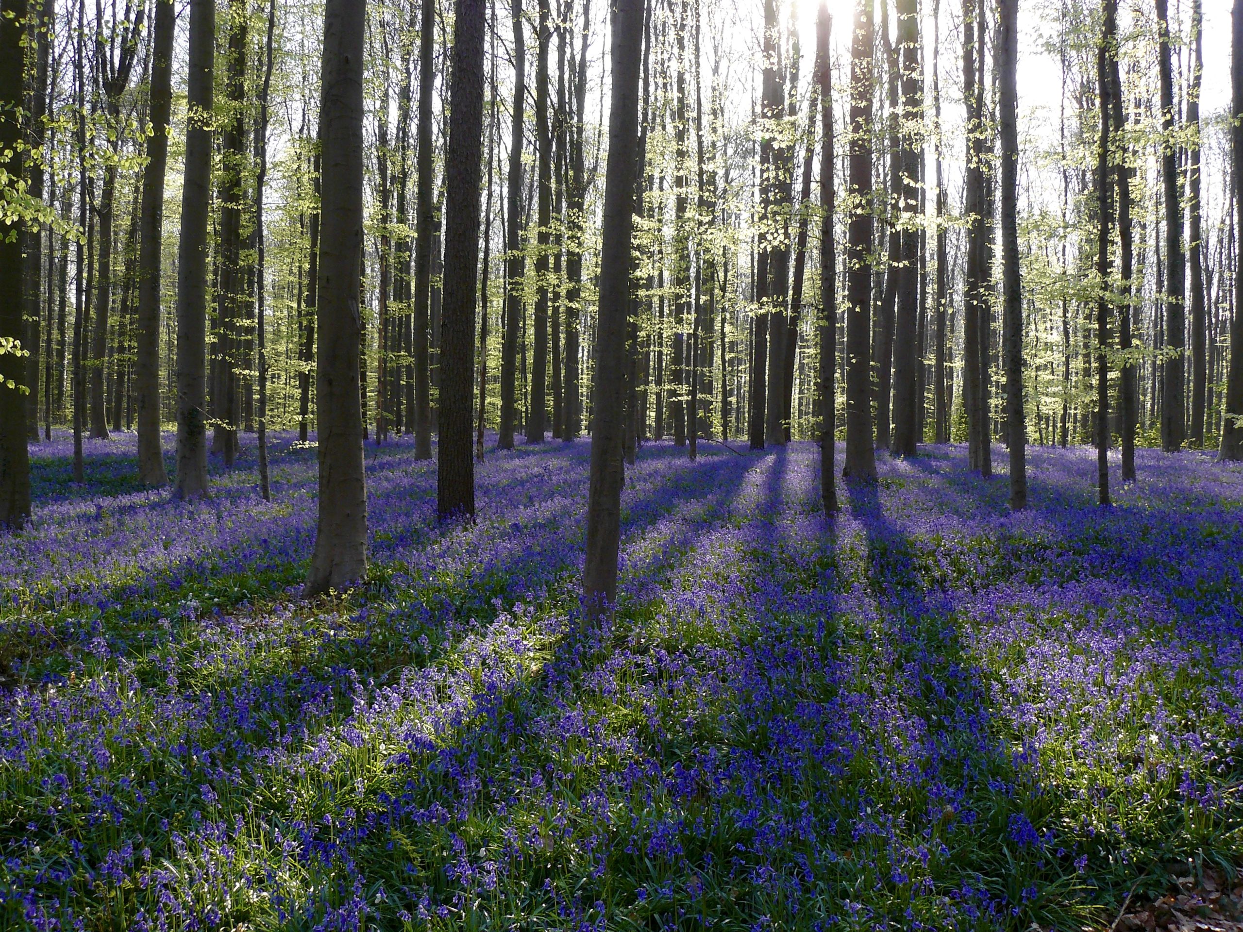 Hallerbos