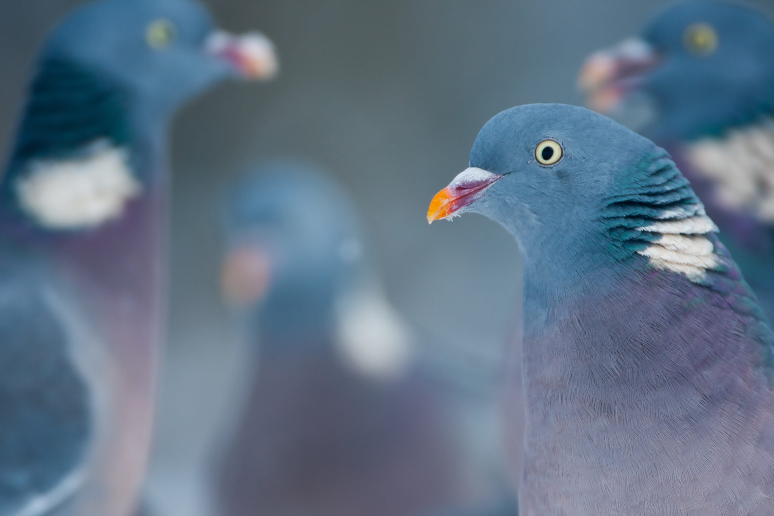 vogels kijken