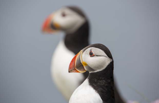 Nieuw magazine vol pronkende vogels