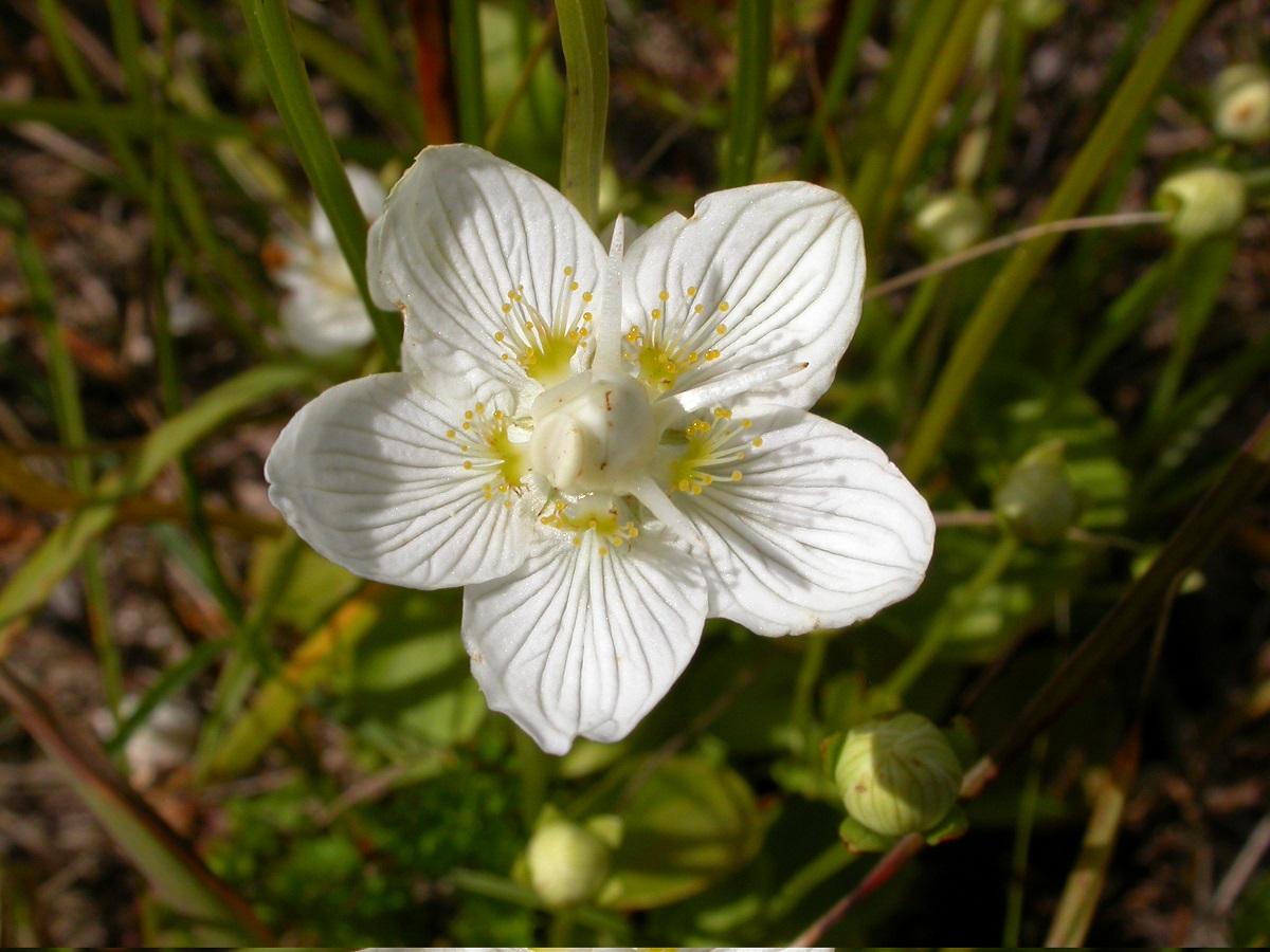 parnassia