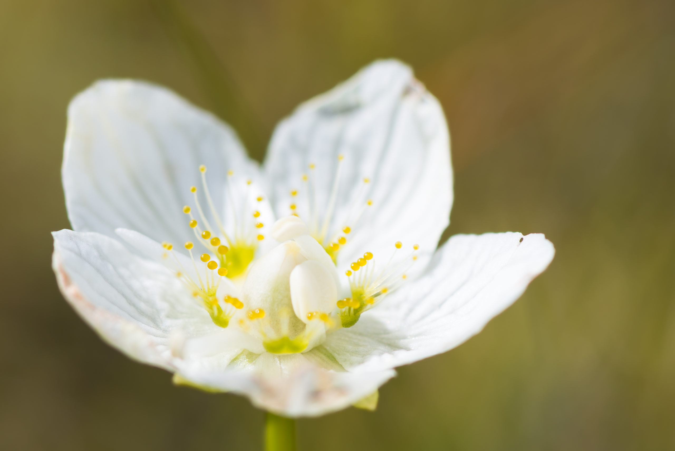 Parnassia