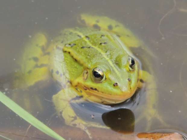 Kwakende groene kikkers