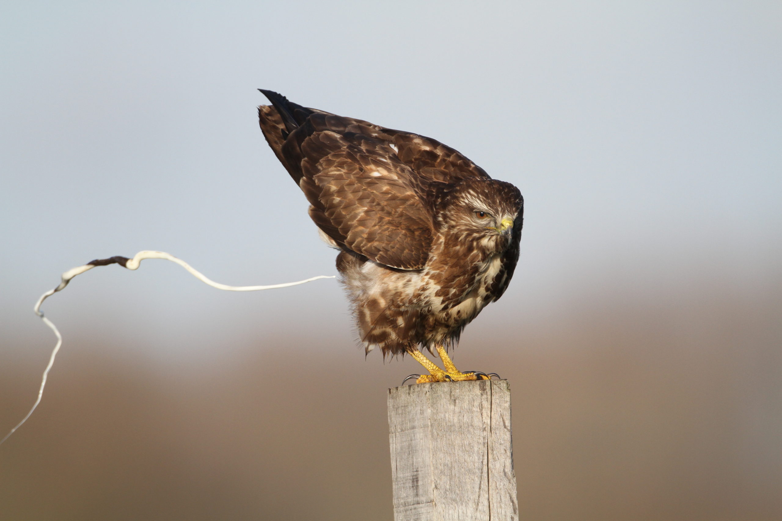 Dieren en hun poep