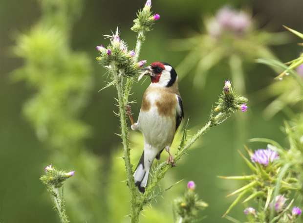 Nieuwe Vogelatlas