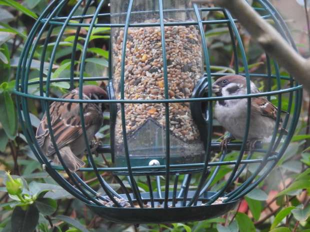 Verantwoorde vette bek voor vogels