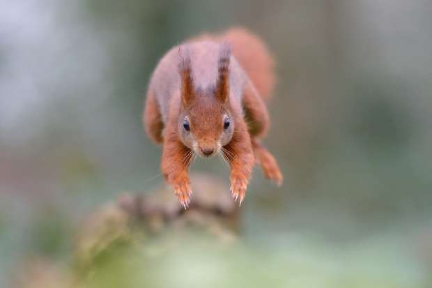 Rode eekhoorn maakt grote sprong