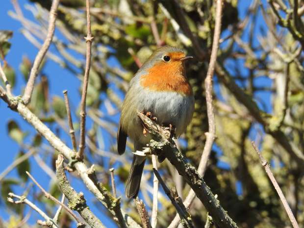 Leuke roodborst weetjes