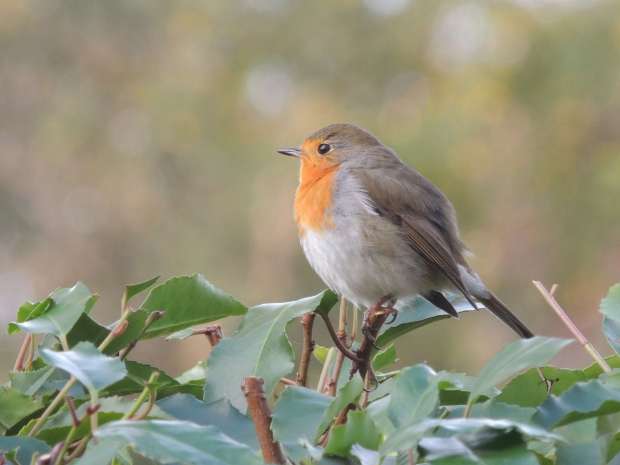 Scandinavische roodborst