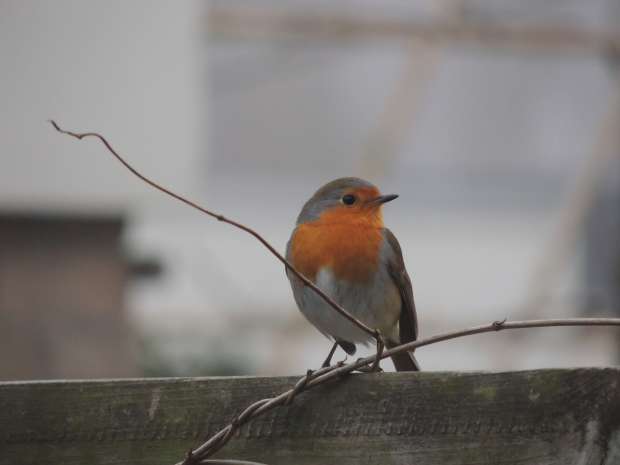 Leuke roodborst weetjes