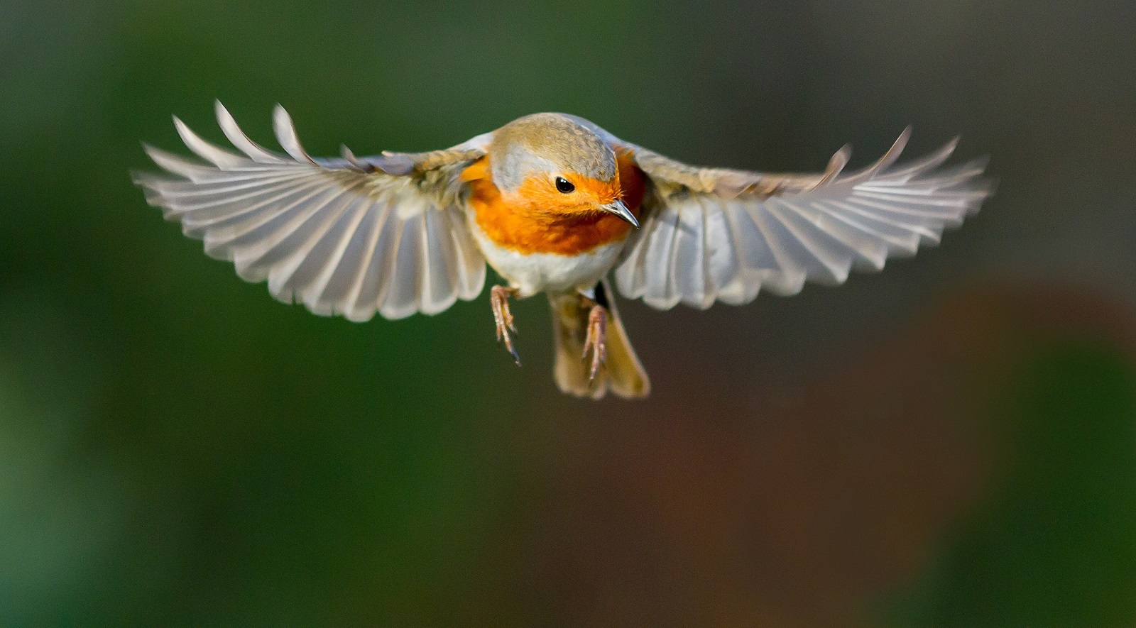 roodborst