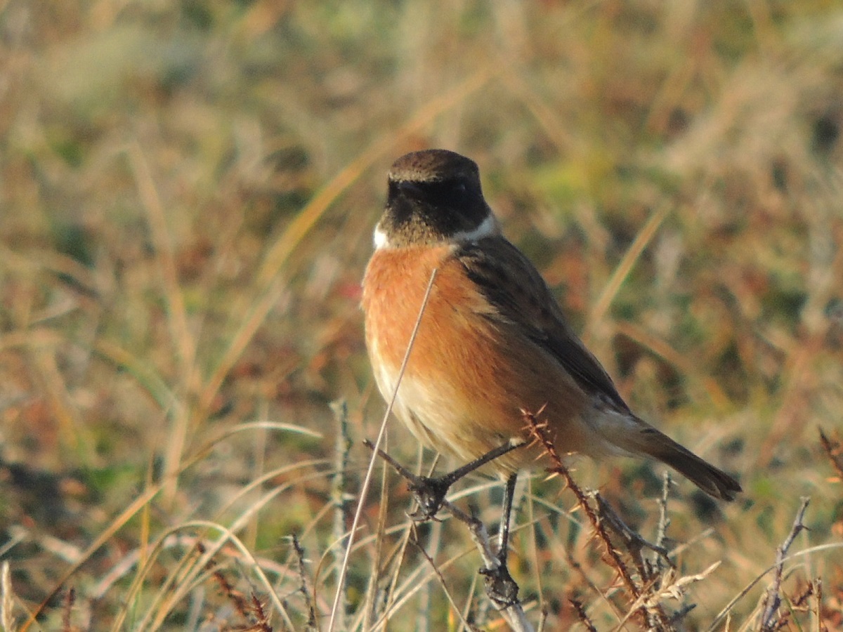 Helderse Duinen