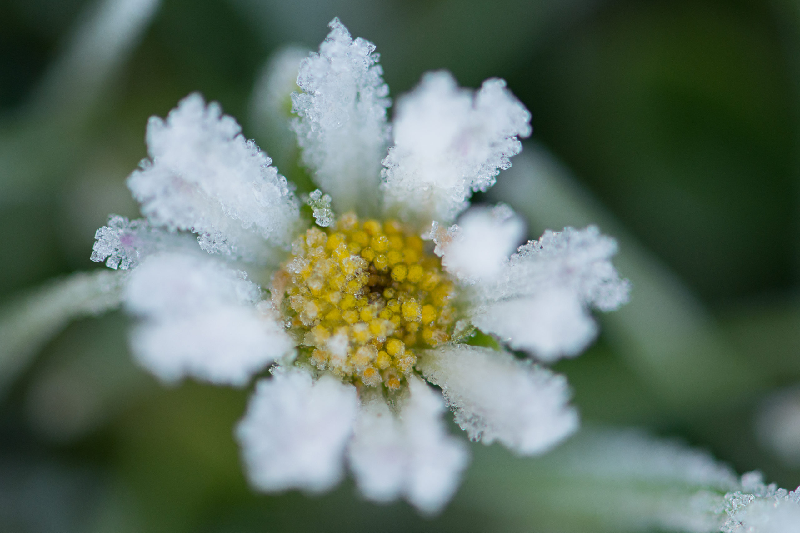 Eindejaars plantenjacht