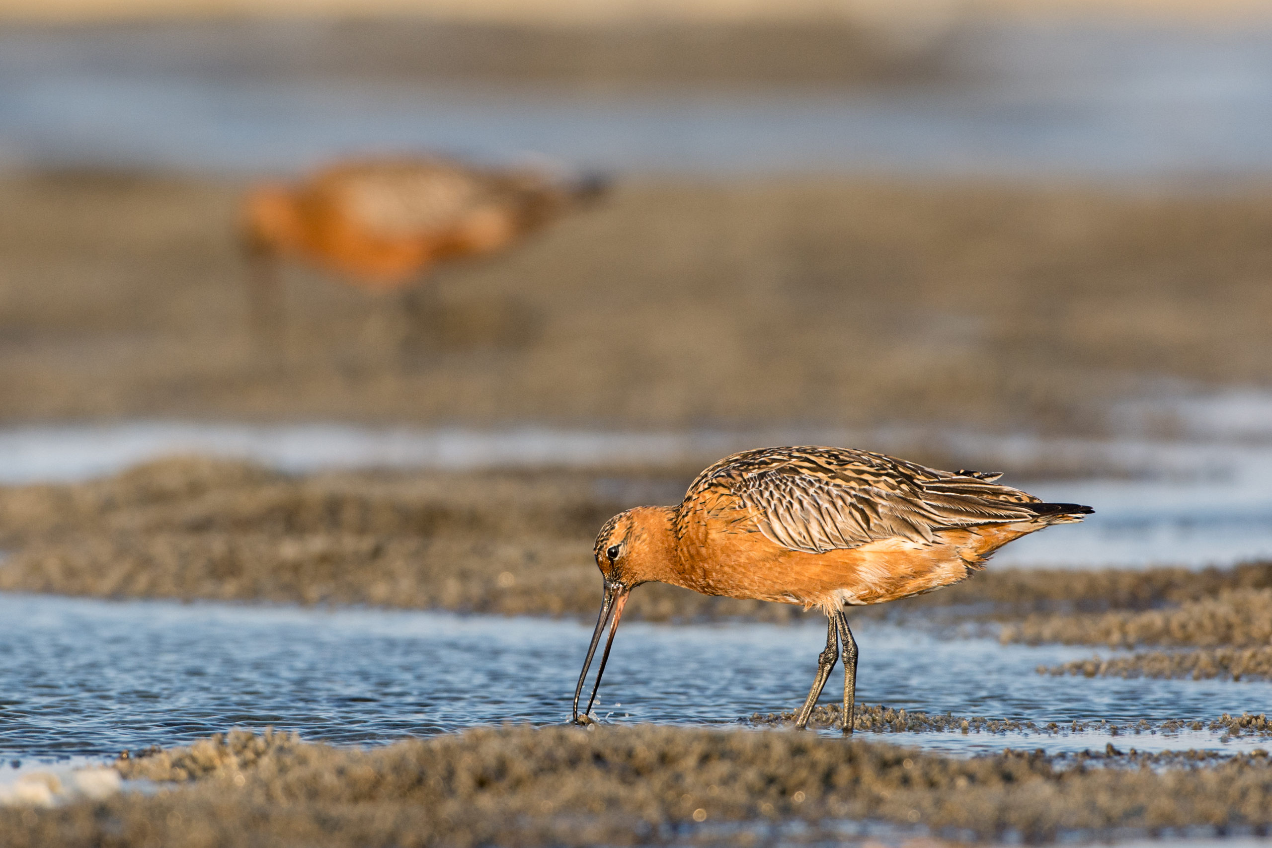 wadvogels