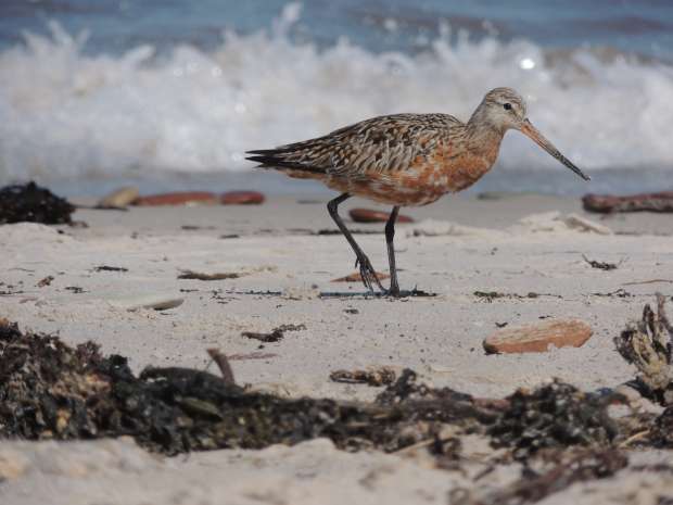 Vogelrijk Waddenvogelfestival