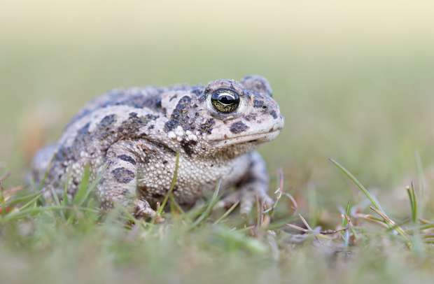 Ratelend paddenkoor