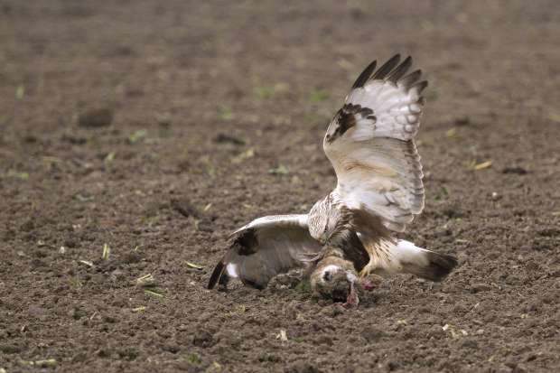 Biddende ruigpootbuizerd