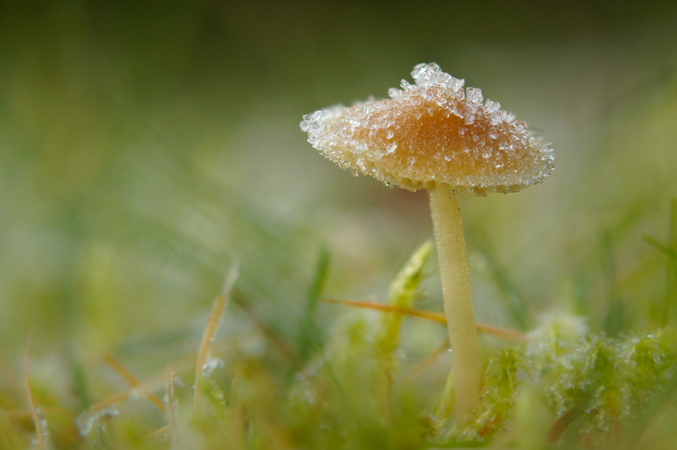 Foto van de Maand januari 