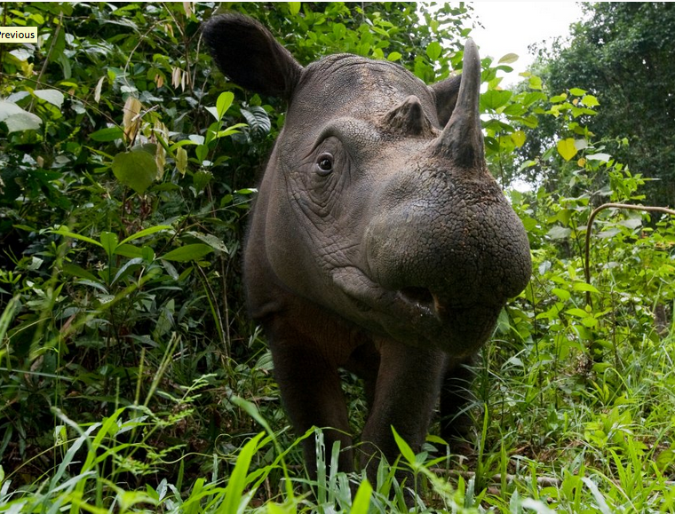 Sumatraanse neushoorn