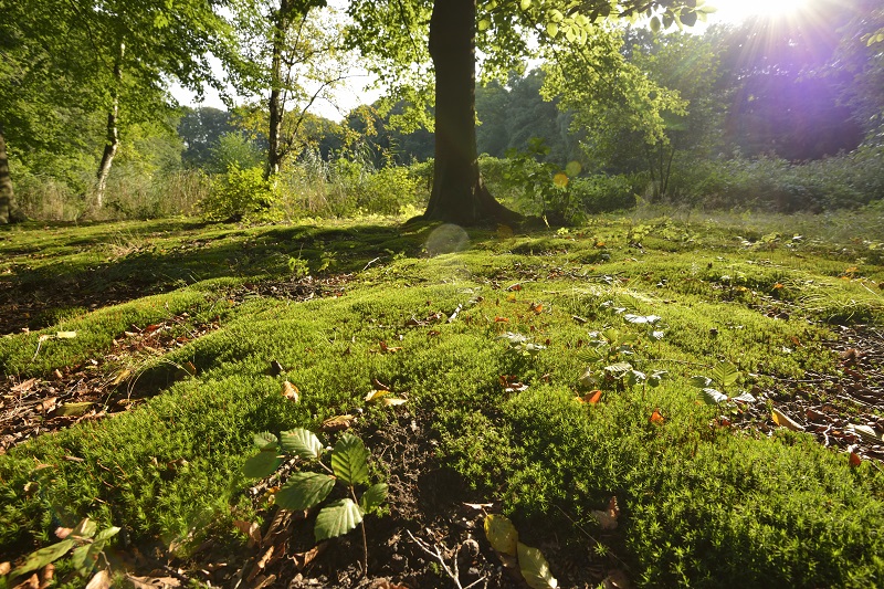 Seizoenen