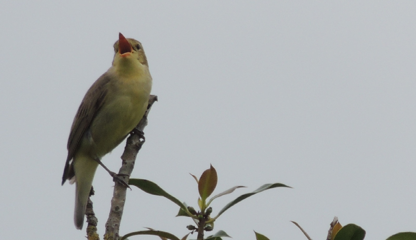 Spotvogel zingend