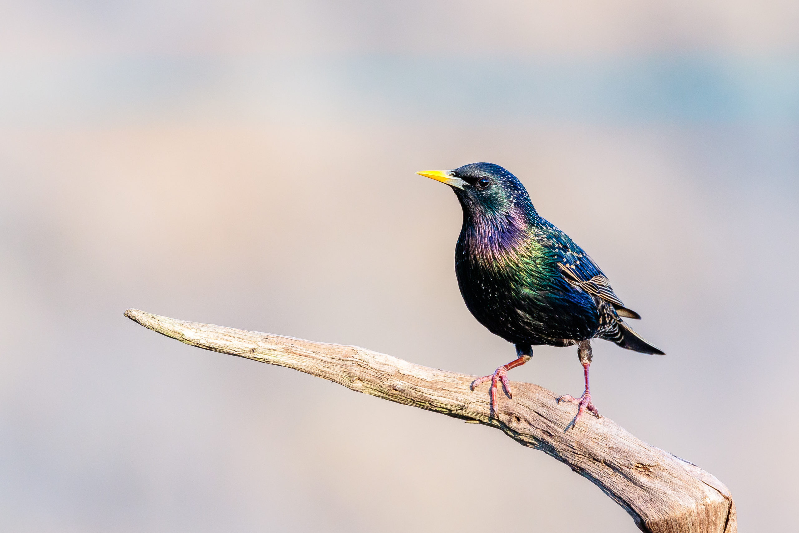 De 10 meest voorkomende vogels