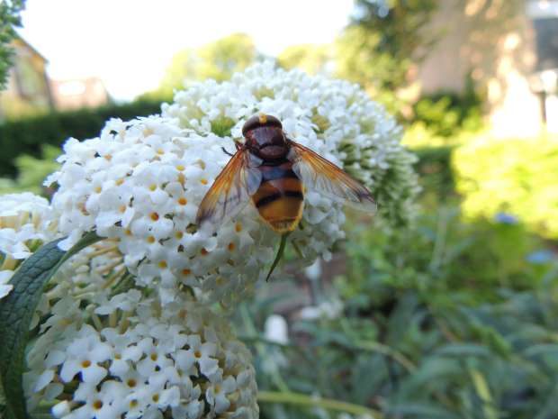 Stadsreus in je tuin