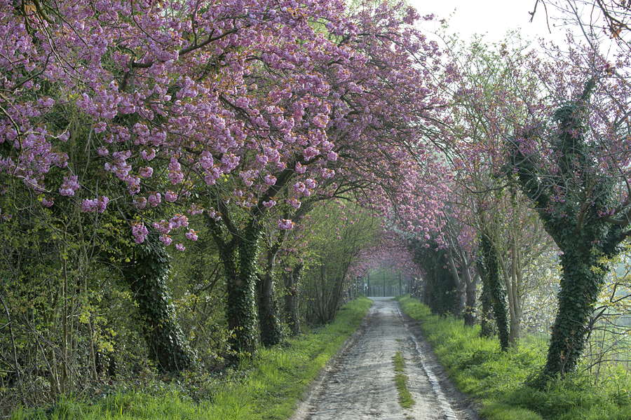 bloesemwandeling