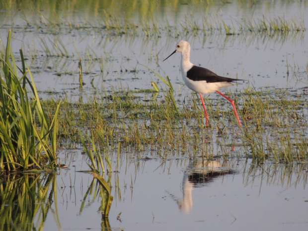 Vogelexcursie naar de Marker Wadden