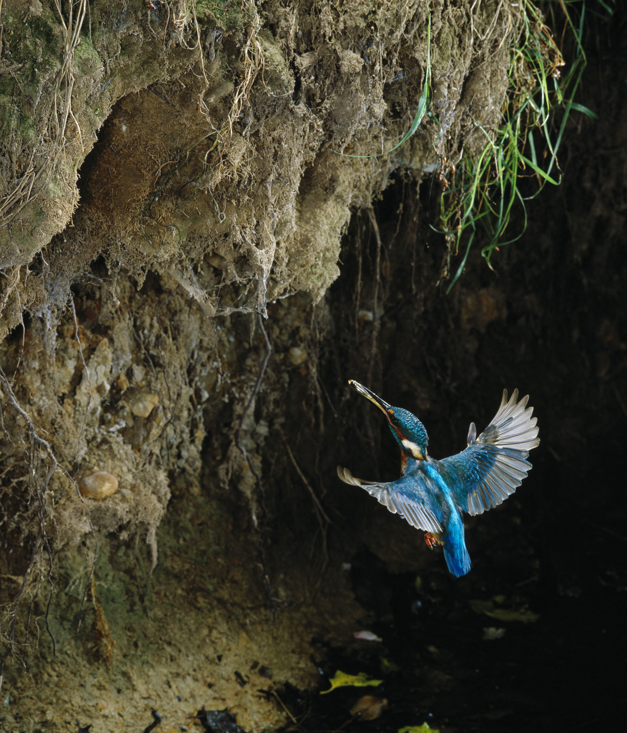 KINGFISHER (Alcedo atthis) flying to nest hole with fish Surrey, England