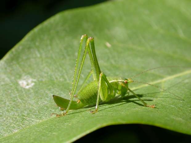 Grote groene sabelsprinkhaan