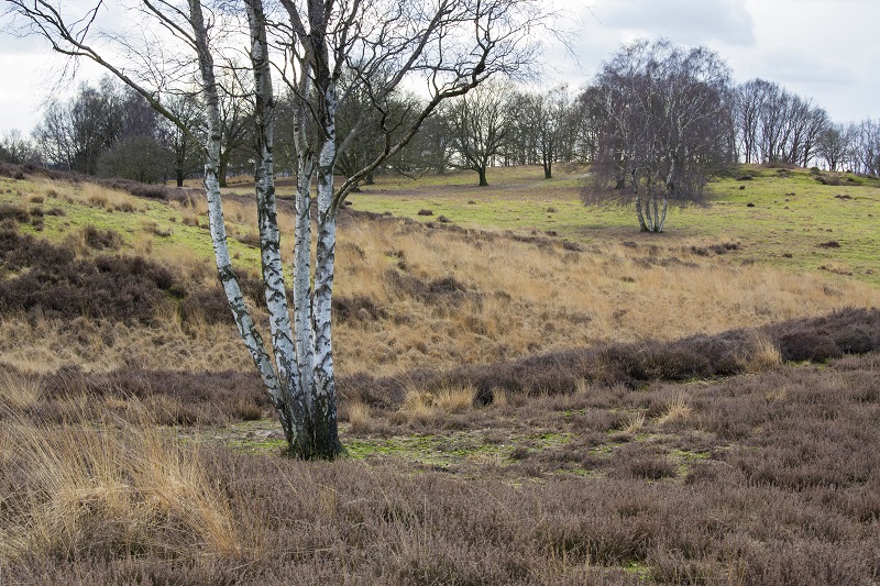 mookerheide