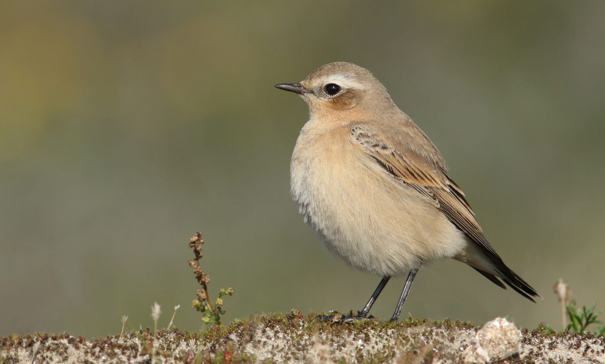 Hulp voor de tapuit op de Veluwe