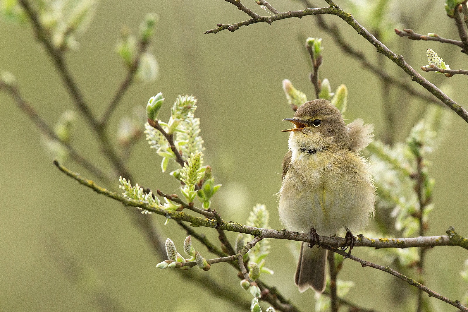 De 10 meest voorkomende vogels in Nederland