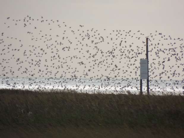 Internationale vogelteldag