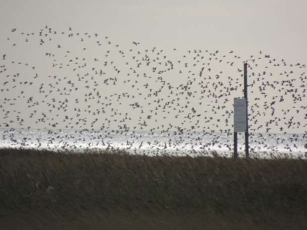 Trekvogels kijken op Vlieland