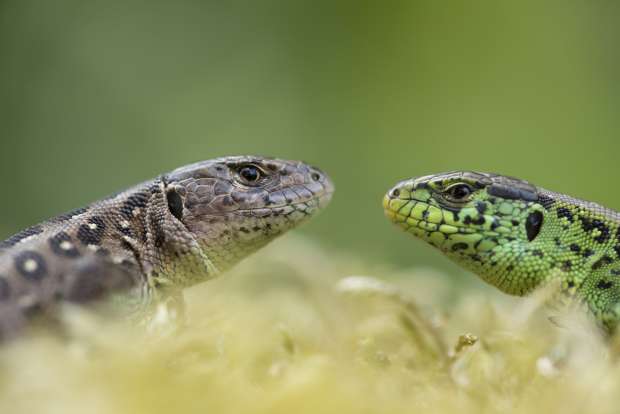 Zonnende zandhagedis