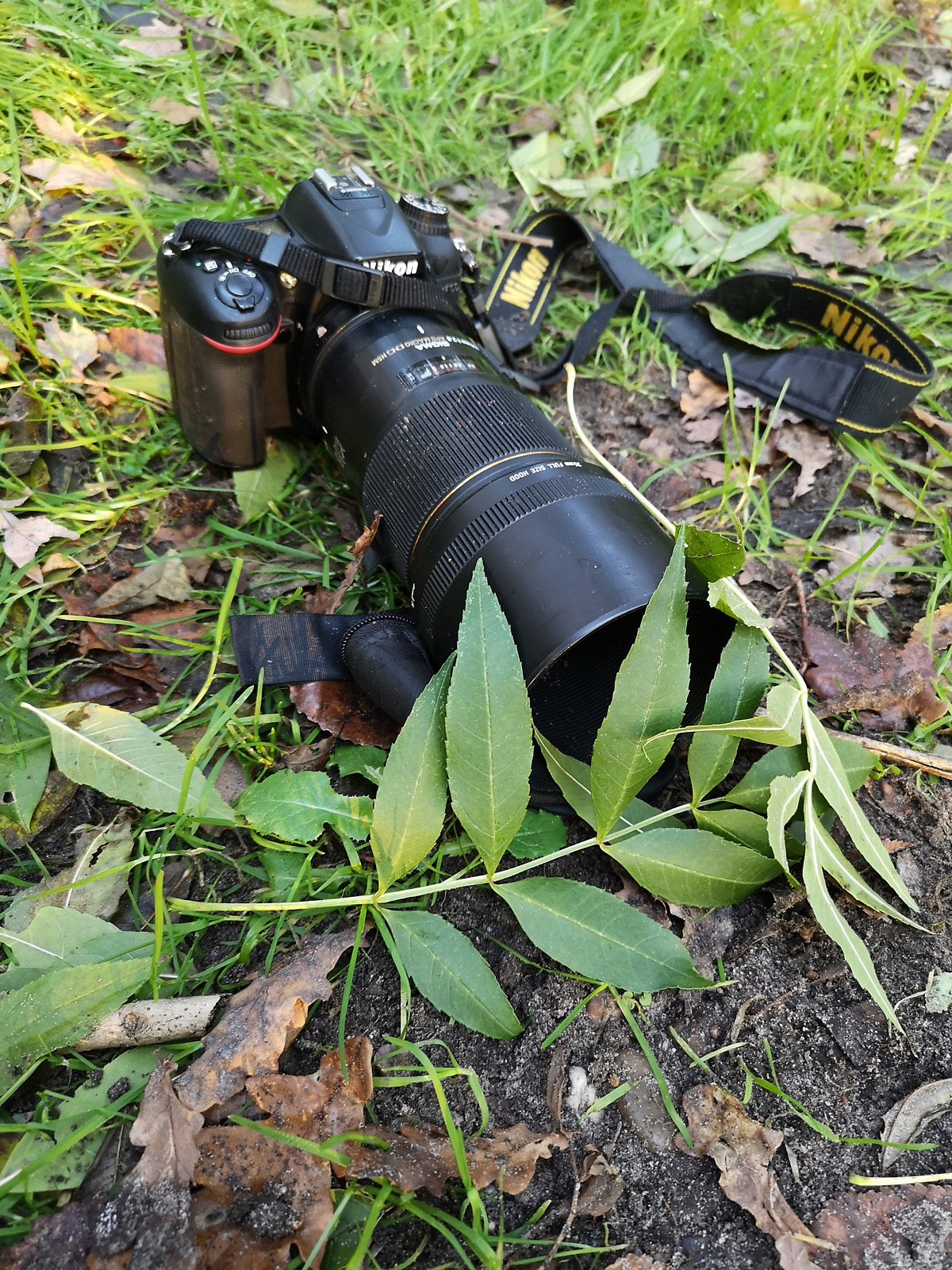 paddenstoelenfotografie