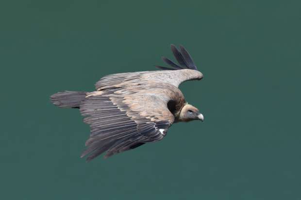 Roots reis naar het vogelrijke Extremadura