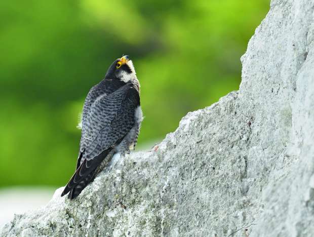 Juweel van een roofvogelgids